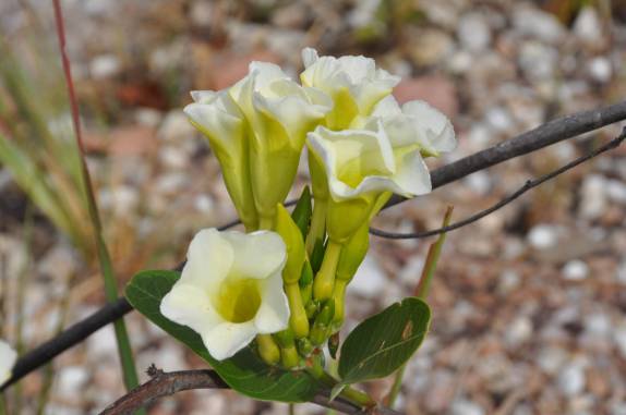 Flôr do cerrado, na Chapada dos Veadeiros, região de Cavalcante - GO